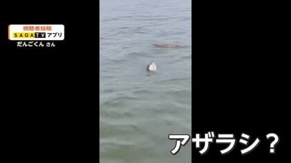 有明海に再び“迷いアザラシ”　6月に続き有明海で目撃【佐賀県】