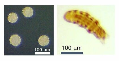 最強動物「クマムシ」のゲノム改変を可能に