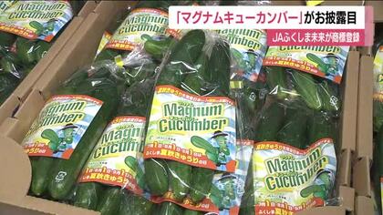 “大きい・曲がった”キュウリ「マグナムキューカンバー」がお披露目　福島・福島市