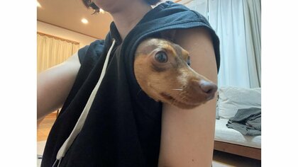 「雷こわい」愛犬が避難した場所は飼い主の服の中！袖から顔だけ出してキョロキョロ…どうやって入ったのか聞いた