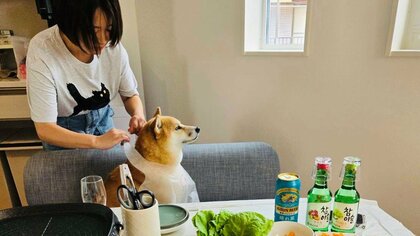 「うぅぅっ…ぎゃわいいぃぃ」紙エプロンを着けられてワクワクとルンルンがあふれ出る柴犬の横顔が愛おしい