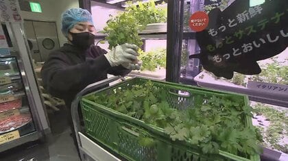 「新鮮さが魅力」スーパー店内で野菜を育て販売…アジア初上陸のドイツ発「地産地消法」に注目