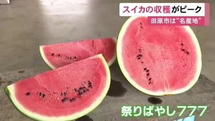 例年以上に甘く仕上がる…スイカの収穫作業が最盛期 7月中旬までに約900トンを出荷予定 愛知県田原市