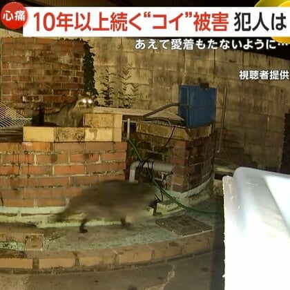 「やつらは忘れた頃に来ます、必ず」しっぽ残して食べられたコイ…犯人はアライグマ　子どもと名付けた「鯉太郎」も犠牲に…池から咥え逃げる姿防カメに　約10年前から20匹以上の被害か　愛知・蒲郡市