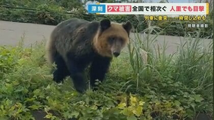 連日の悲惨なクマ被害　もし遭遇してしまったら…最後の手段「撃退スプレー」一時在庫切れも 対策グッズ売り上げ好調