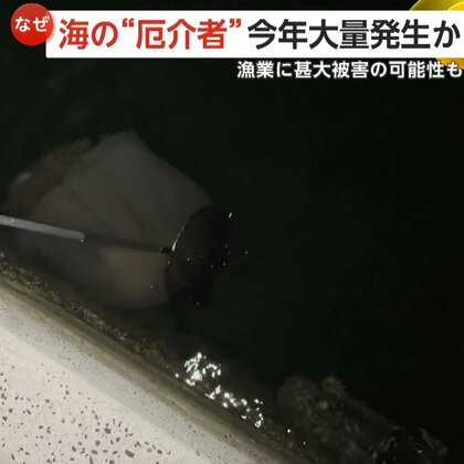 体長約2メートル・重さ100kg超！海の“厄介者”巨大な「エチゼンクラゲ」が大量発生か　漁業に甚大被害の可能性も　島根・松江市