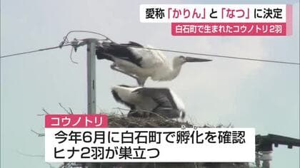 コウノトリのヒナ愛称は「かりん」と「なつ」 白石町で生まれ巣立った2羽【佐賀県】