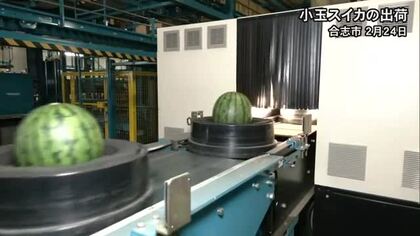 「例年より甘いスイカに」ＪＡ菊池で小玉スイカ出荷【熊本】