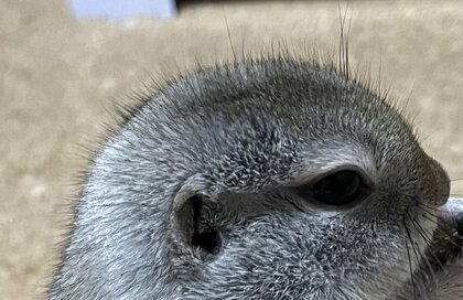 ご飯に集中するリスの頭が「ぱやっぱやっ!!」赤ちゃんの髪の毛みたい ご飯に集中するリスの頭が「ぱやっぱやっ!!」赤ちゃんの髪の毛みたい