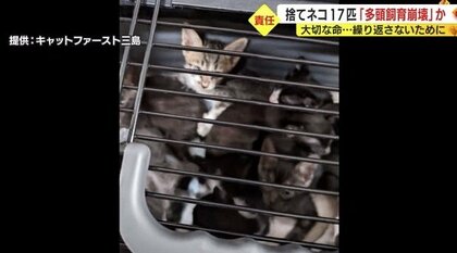 ネコ17匹をキャリーケースに入れ投棄…動物愛護団体も驚愕「命として