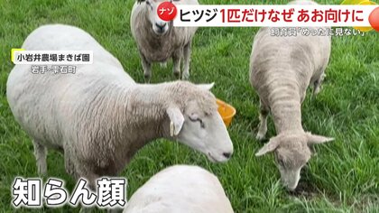 謎】「めったに見ない光景」“おっちょこちょい羊”が起き上がろうと体を