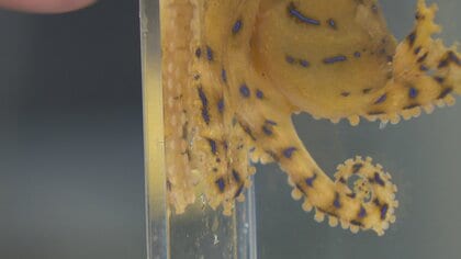 超危険生物」猛毒のヒョウモンダコを富山湾で初確認 「分布域が