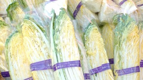猛暑原因で白菜が“小型化”…でもお得？大根も去年より安く　今後は値上がりの可能性も