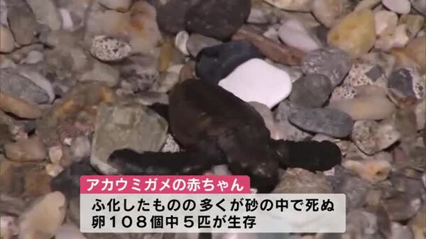 ウミガメの赤ちゃん大海原へ 卵108個のうち5匹の赤ちゃんガメを確認