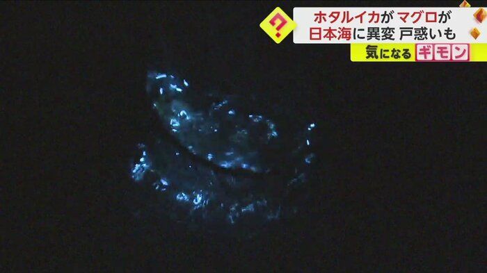 青く幻想的な光りを放つイカ