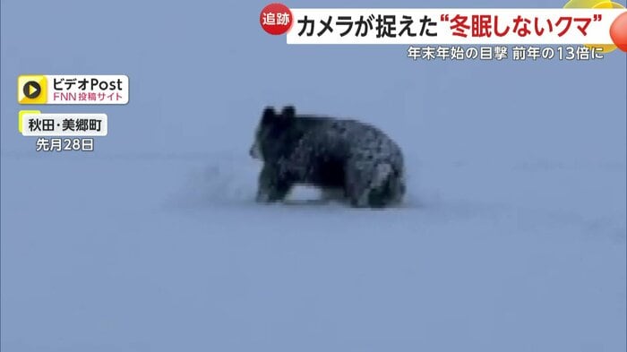 雪をかき分けながら歩くクマ