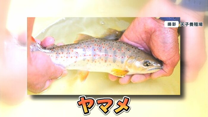 ヤマメ