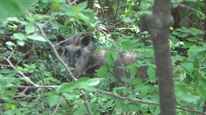 神社にニホンカモシカが出没