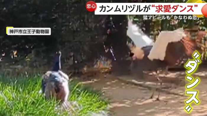まるでダンスを踊っているメスのカンムリヅル(提供:神戸市立王子動物園)