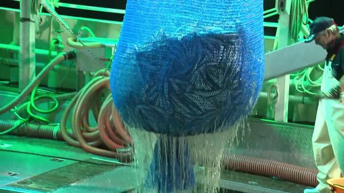 根室花咲港 水揚げの様子（8月17日午前3時頃）