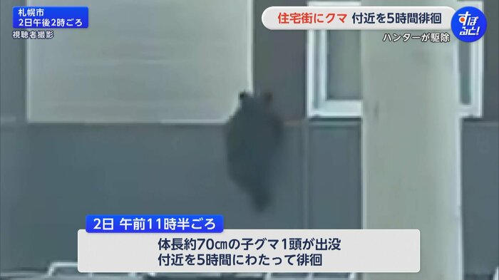 住宅の塀によじ登る子グマ