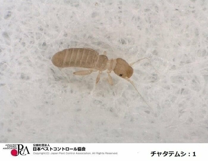 チャタテムシ(提供:日本ペストコントロール協会)