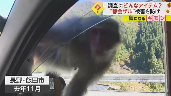 車の中をのぞき込むサル