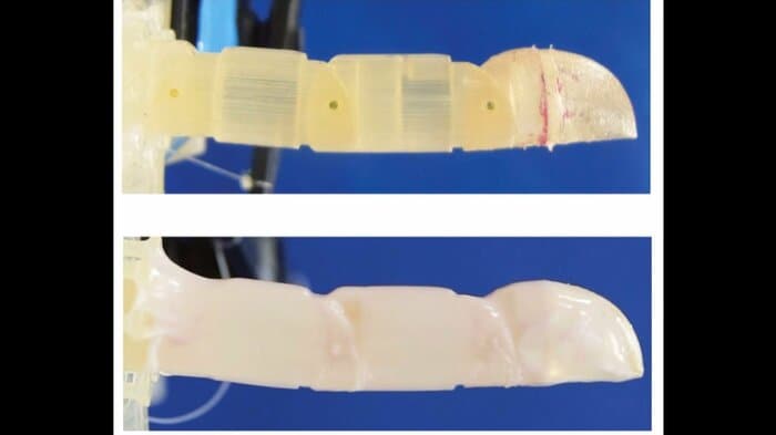 指型ロボットの周囲に人の皮膚細胞を培養・増殖する方法を発見(提供:東京大学)