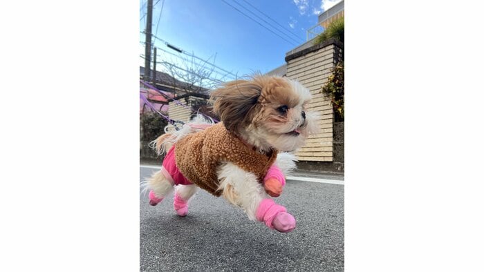 公園まであと10メートル!喜びで跳ね上がるぽんちょちゃん