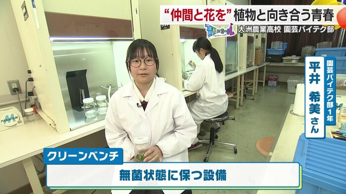 “無菌状態”での植物の植え替えに使用