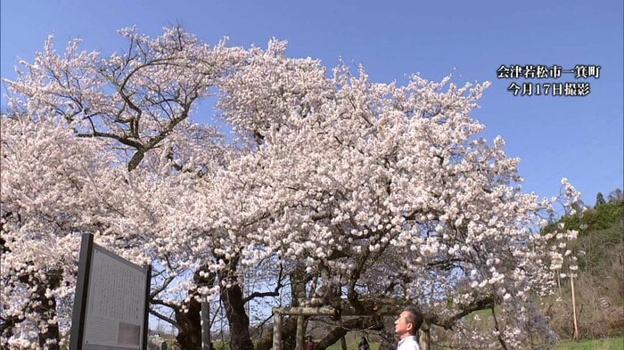 石部桜(福島県会津若松市)2025年4月17日撮影