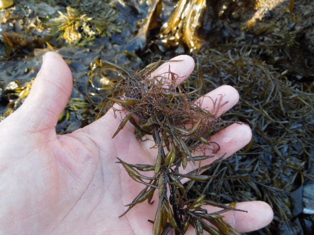 生のひじき。干すことで保存性がアップ（画像提供：星名桂治さん）
