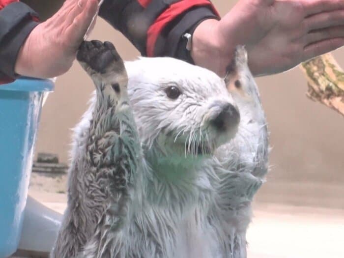 鳥羽水族館で見られるラッコ