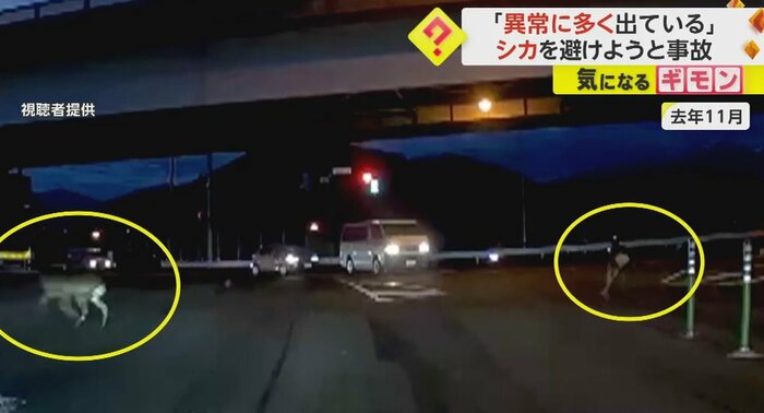 クラクションに驚き、逃げていくシカ