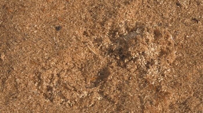 おがくずに残るクマの足跡