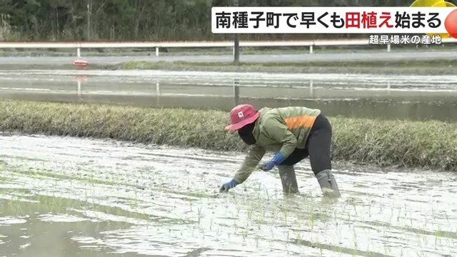 米不足を受け作付面積を拡大