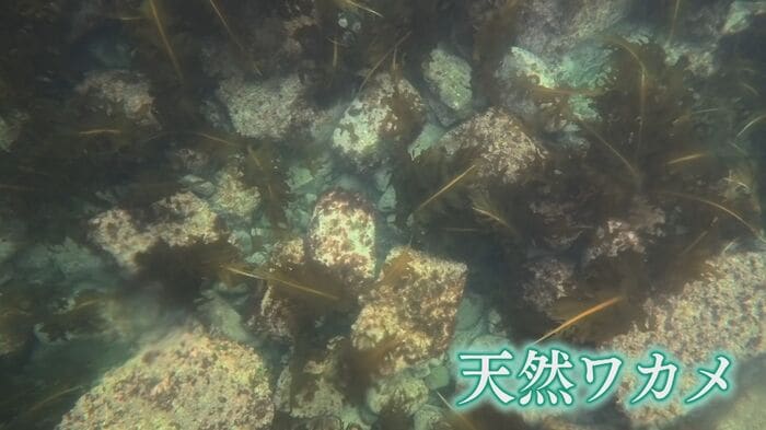 十六島の天然ワカメ
