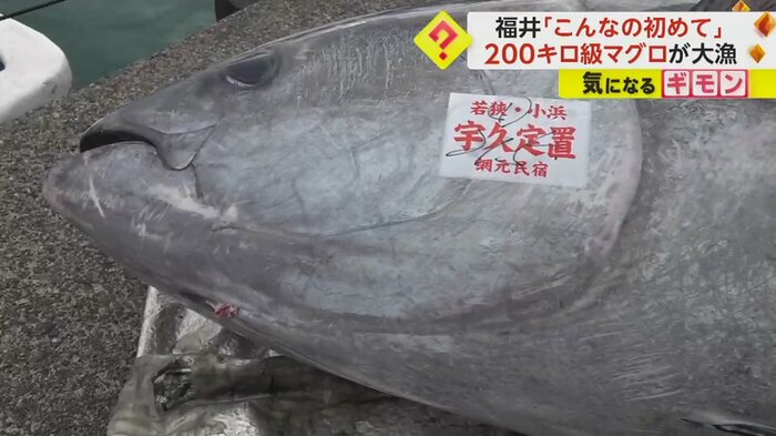 3日に獲れたマグロ