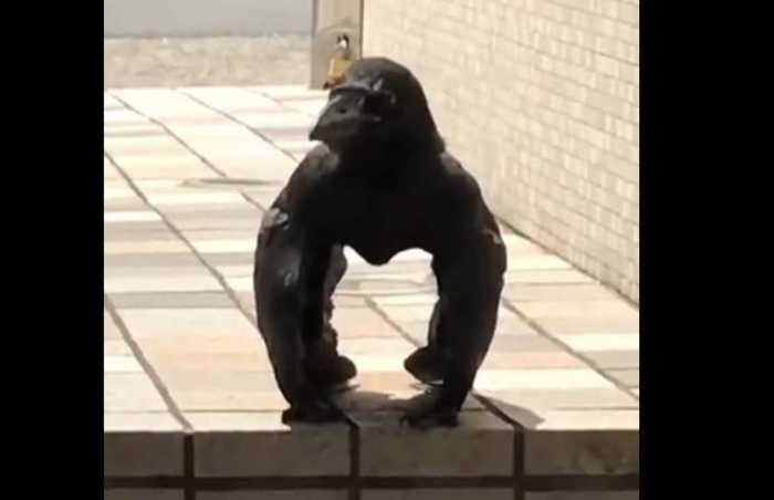 再生回数850万超「世にも奇妙な“ゴリラカラス”動画」の謎…投稿者を直撃取材!