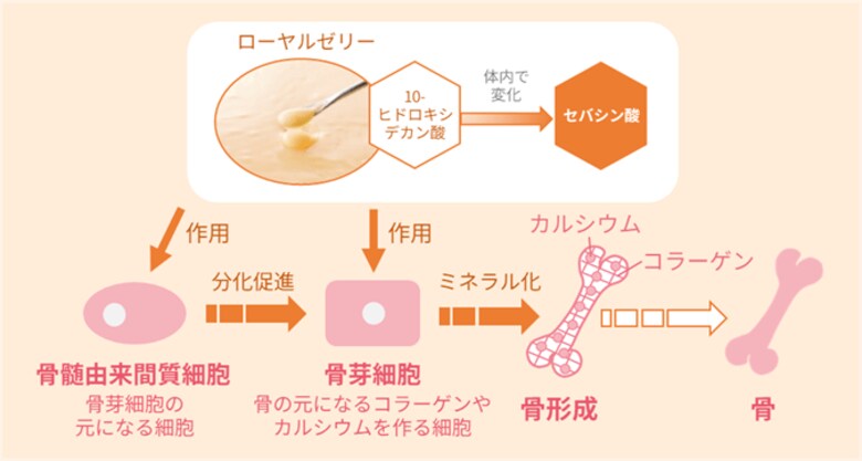 ローヤルゼリーは筋肉と骨の「ロコモティブシンドローム」を予防する、骨形成を促進するメカニズムを明らかに