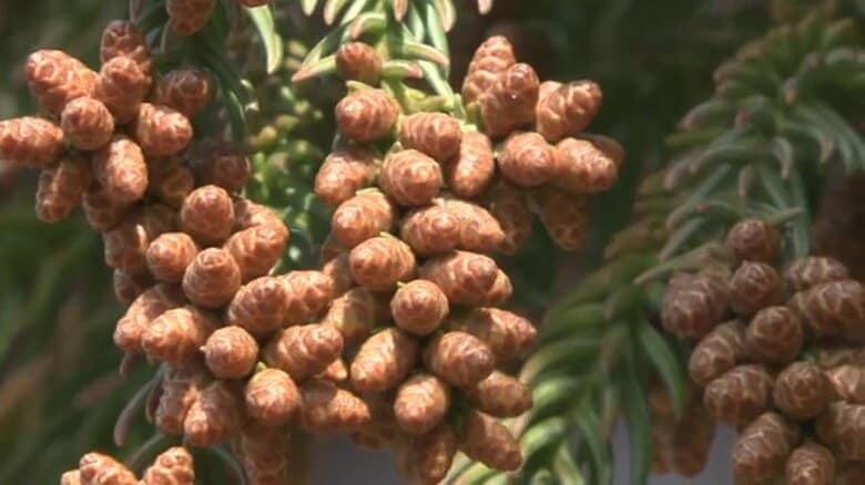 東北でも花粉飛散は秒読み段階　早くも治療を始める人　福島県では2月中旬から本格飛散の予想　早めの受診・治療が重症化を防ぐ！　｜FNNプライムオンライン