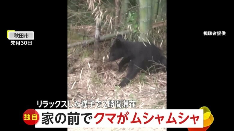 【独自】「びっくり！」自宅の前で子グマが「ムシャムシャ」食事して横になるリラックスモードで“2時間滞在”…猟友会が追い払うも「また来るかも」　秋田市｜FNNプライムオンライン