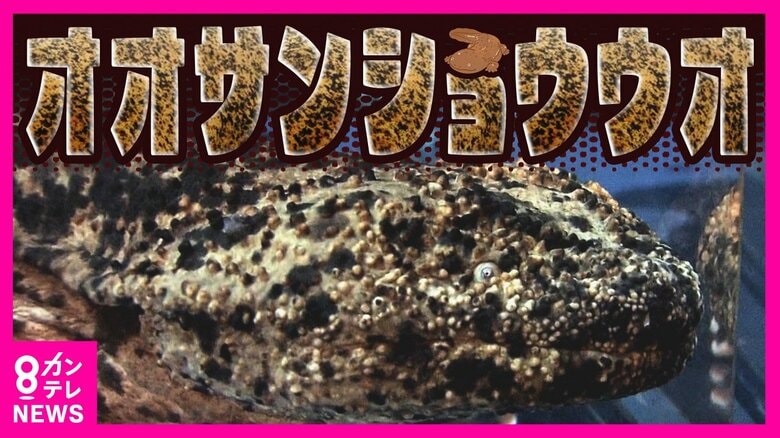「オオサンショウウオ」7月から多くが『特定外来生物』に　“中国産”と交配進み“在来種”わずか2％に減少｜FNNプライムオンライン