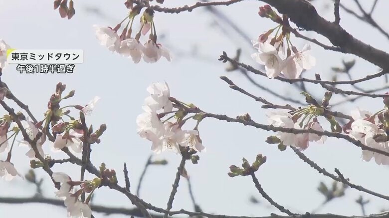やっと！東京で桜“開花”都内各所は何分咲きなのか調査…上野公園はすでに場所取りスタート｜FNNプライムオンライン