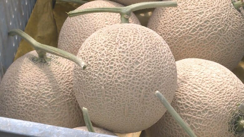 インスタでも注文を受付…夏の味覚『飛騨メロン』の収穫作業がピーク迎える 細かい網目と上品な甘さが特徴｜FNNプライムオンライン