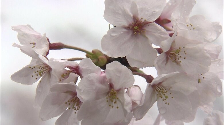 原爆で失った娘を偲び植えた「嘉代子桜」　平和への願い込め…残る6本から苗木を育て全国へ【長崎発】