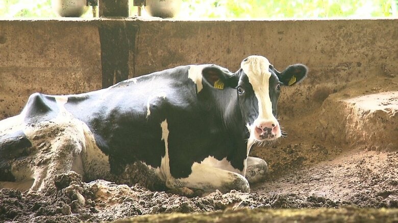 牛も“夏バテ”…乳牛が食欲低下し餌を食べない 牛乳の質と生産量にも影響 扇風機の増設など対策に頭を抱える酪農家｜FNNプライムオンライン