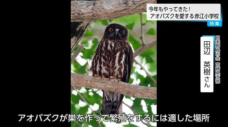 「アオバズク」が毎年渡来する小学校でオリジナル体操を作った！　アオバズクを家族のように思う児童たち【宮崎発】｜FNNプライムオンライン
