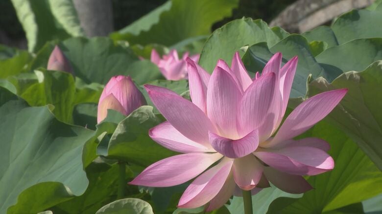 家康ゆかりの神社…愛知県岡崎市の伊賀八幡宮でハスの花が見頃 随神門を背景に淡いピンクのハスが清楚な佇まい｜FNNプライムオンライン