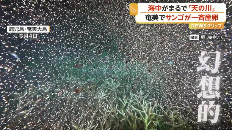 まるで天の川…奄美大島の海で幻想的なサンゴの一斉産卵　白化現象で多くが死滅も生き残りか「再生の第一歩」　鹿児島｜FNNプライムオンライン